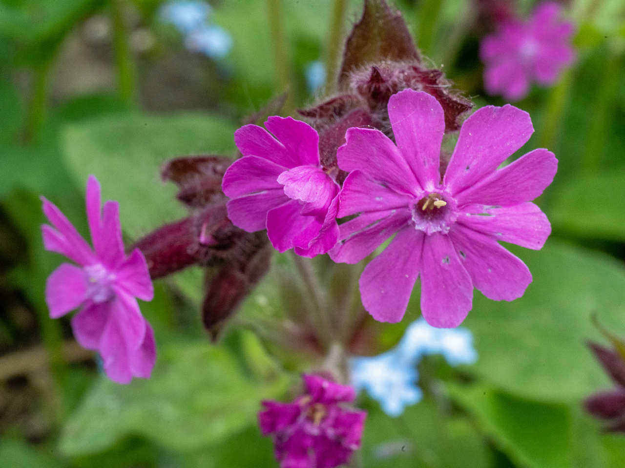 _lueganuse_cemetery-303351