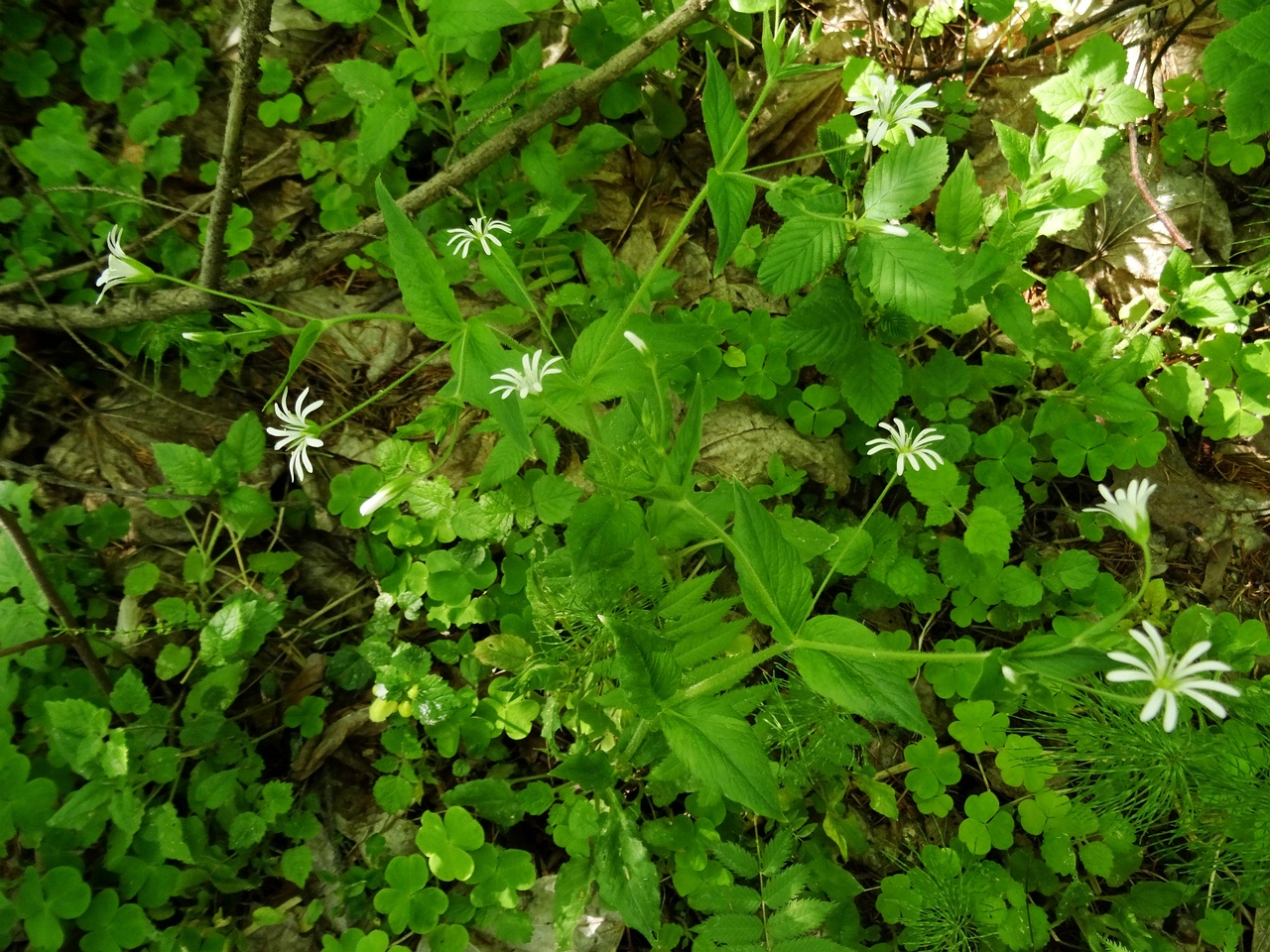 DSC00091