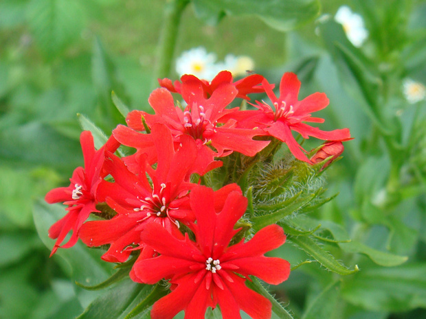Зорька обыкновенная - Lychnis chalcedonica