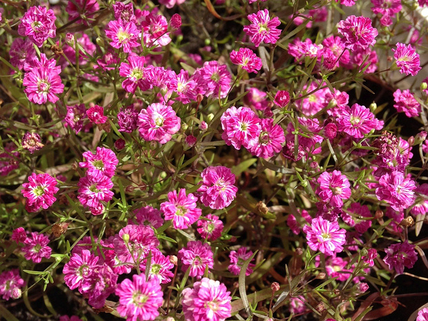 Качим метельчатый - Gypsophila paniculata