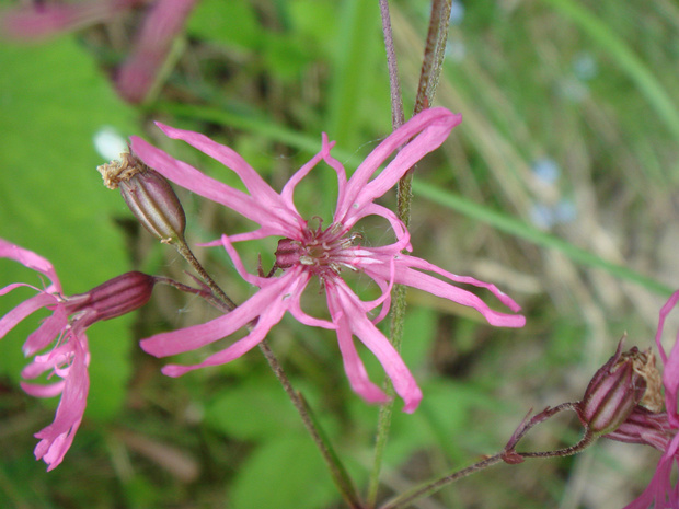 Коронария кукушкин цвет - Lychnis flos-cuculi