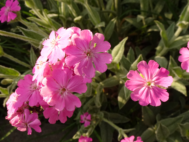 Лихнис Юпитера - Lychnis flos-jovis