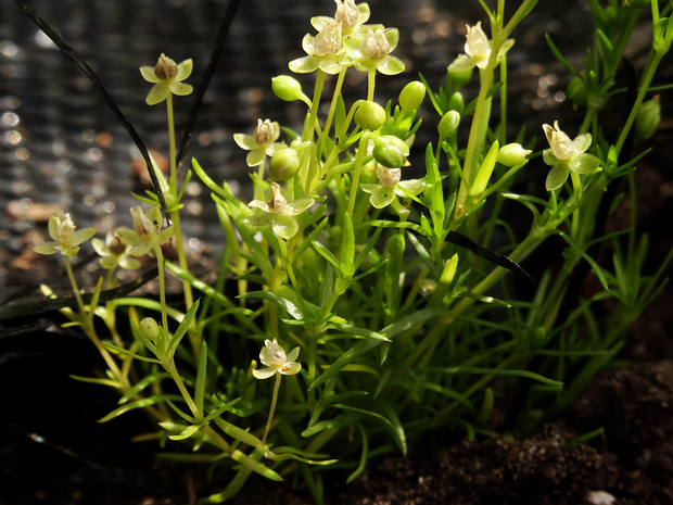 Мшанка лежачая, Мокрец - Sagina procumbens