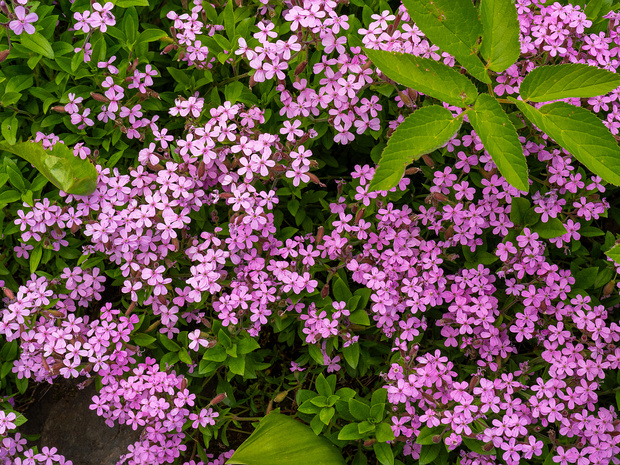 Мыльнянка базиликолистная - Saponaria ocymoides