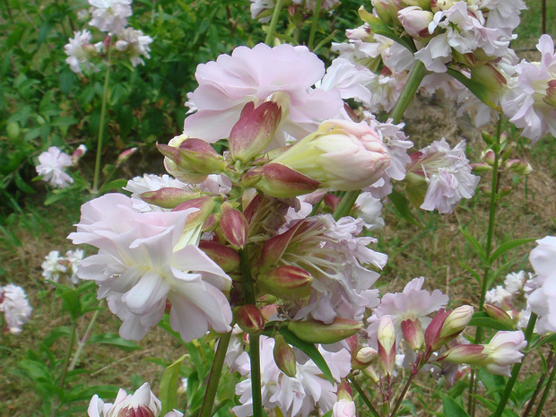 Мыльнянка лекарственная - Saponaria officinalis