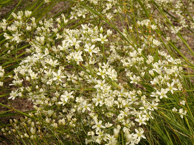 Песчанка Кинга - Arenaria kingii