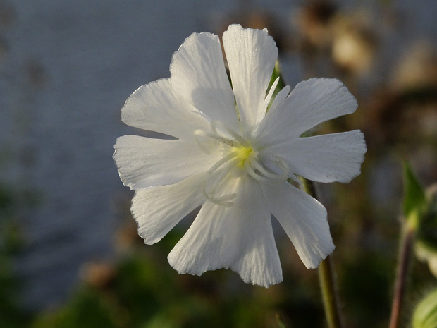 Смолёвка белая - Silene latifolia