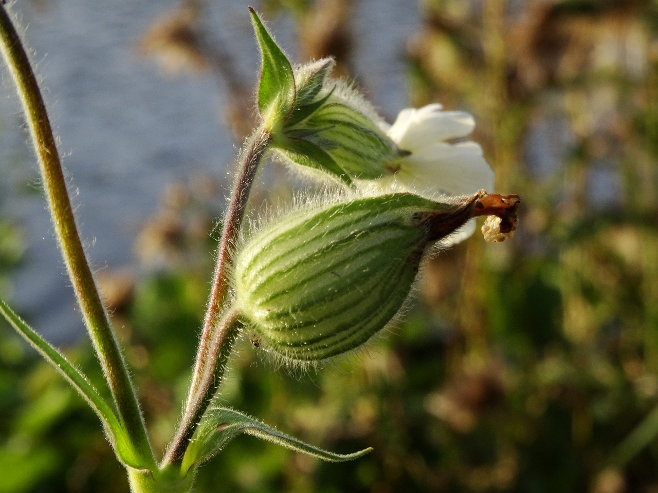 DSC03563