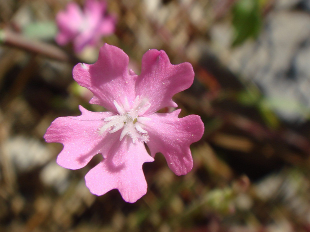 Смолёвка египетская - Silene aegyptiaca