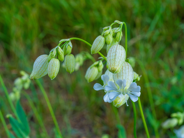 Смолёвка обыкновенная - Silene vulgaris