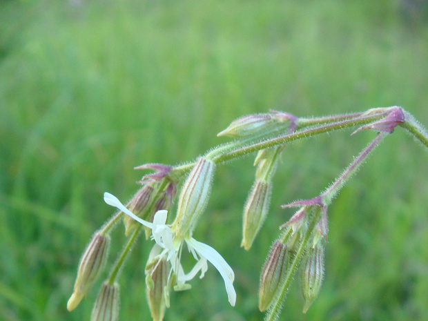 Смолёвка поникшая - Silene nutans