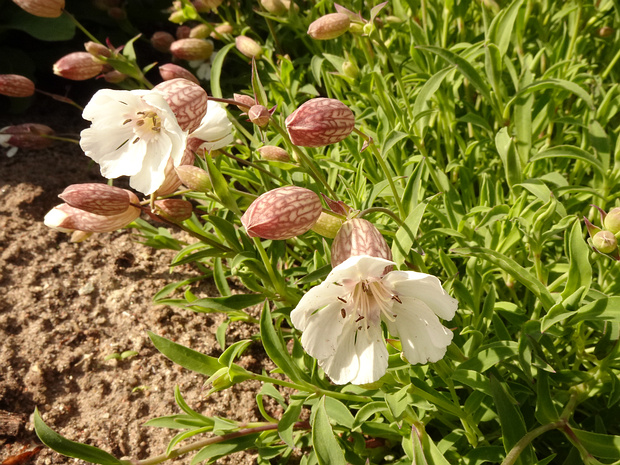 Смолёвка приморская - Silene uniflora