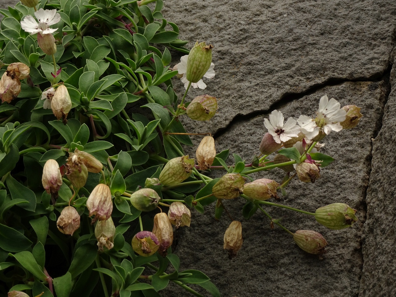 Silene uniflora 25-Jul-19 _ 15_57_48