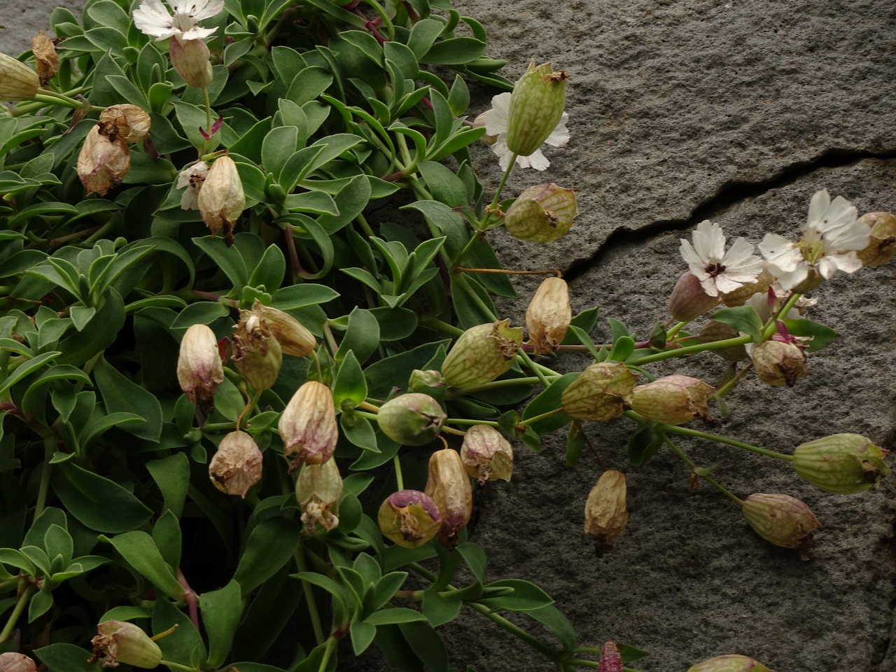 Silene uniflora 25-Jul-19 _ 15_57_52