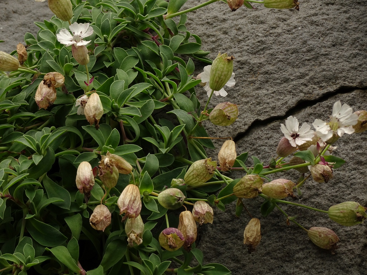 Silene uniflora 25-Jul-19 _ 15_57_56