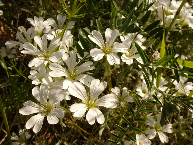 Ясколка войлочная - Cerastium tomentosum