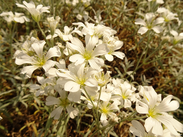Ясколка серебристая - Cerastium argenteum