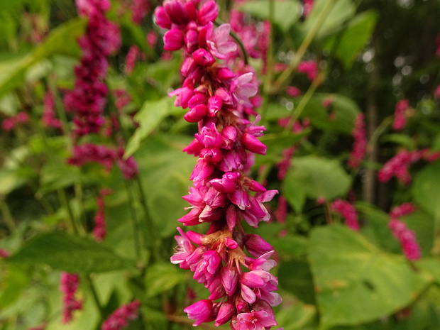 Горец восточный - Persicaria orientalis