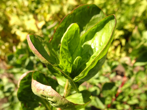 Горец красильный - Persicaria tinctoria