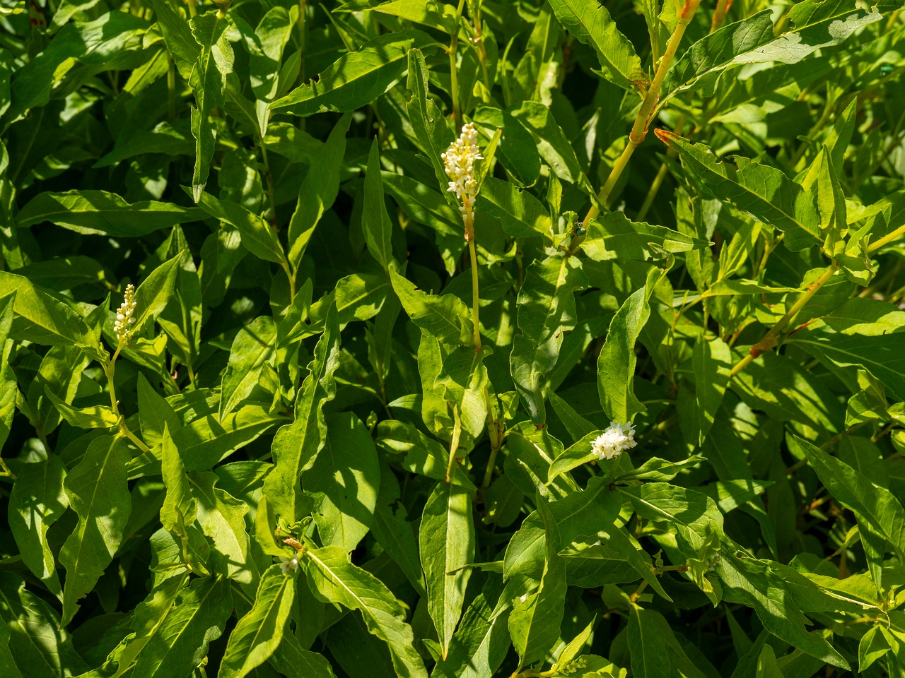 Koenigia alpina _2025-06-01_1-5