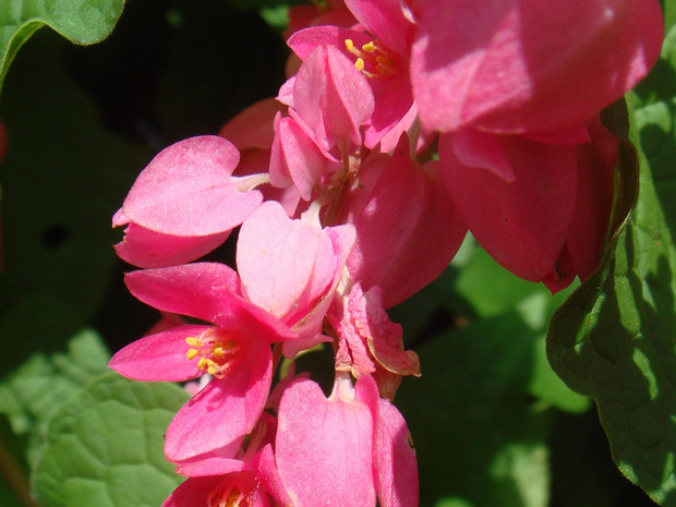Мексиканская коралловая лиана - Antigonon leptopus