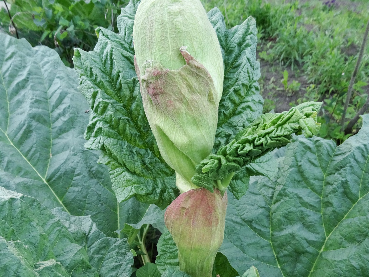 DSC00051