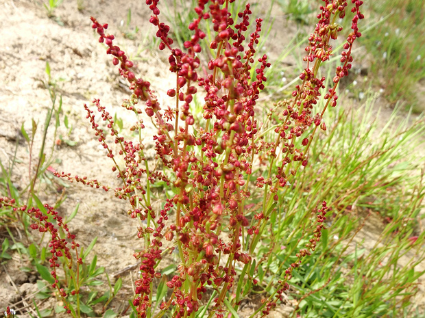 Щавель водный подвид арктический - Rumex aquaticus subsp. arcticus