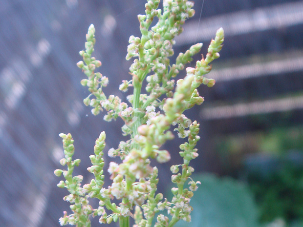 Щавель кислый - Rumex acetosa