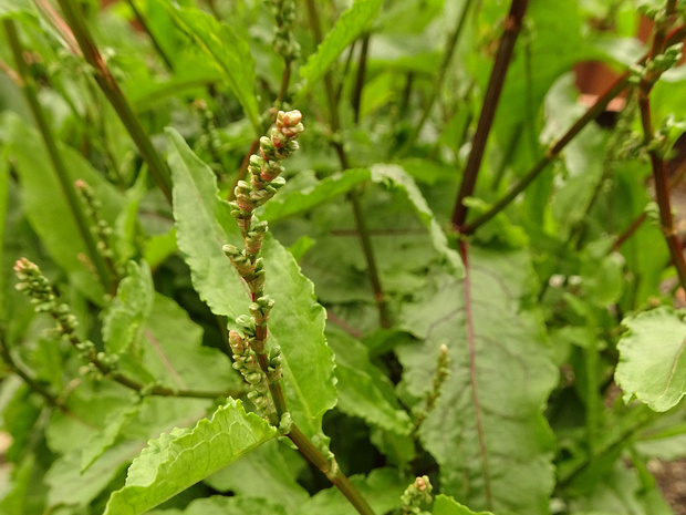 Щавель кровяной - Rumex sanguineus