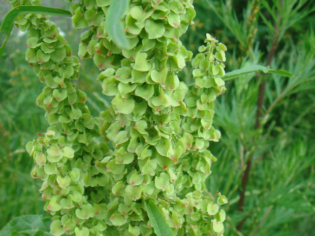 Щавель курчавый - Rumex crispus