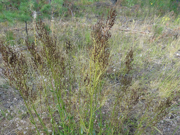 Щавель пирамидальный - Rumex thyrsiflorus