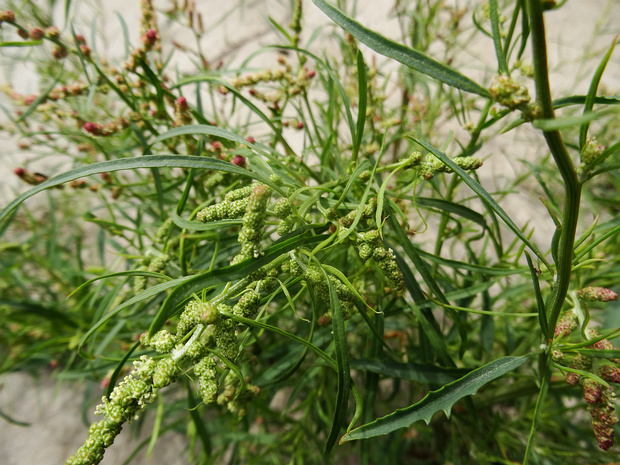 Щавель приморский, морской - Rumex maritimus