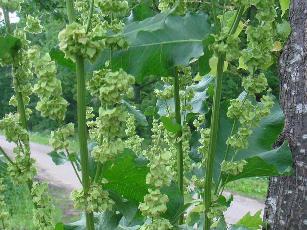 Щавель туполистный - Rumex obtusifolius