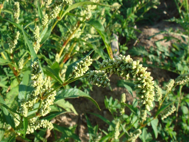 Горец почечуйный - Persicaria maculosa