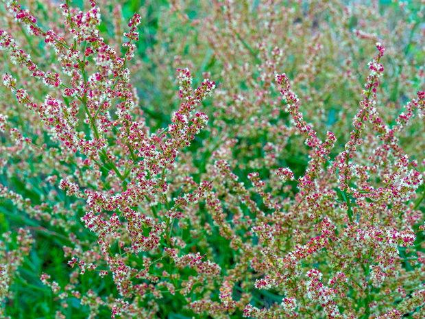 Щавель воробьиный - Rumex acetosella