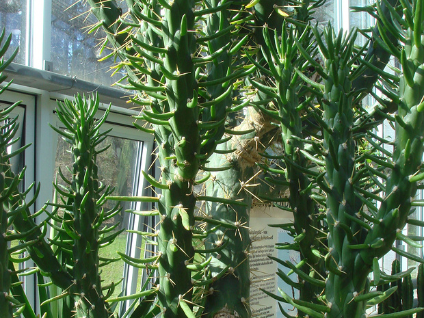 Астроцилиндроопунция шиловидная - Austrocylindropuntia subulata