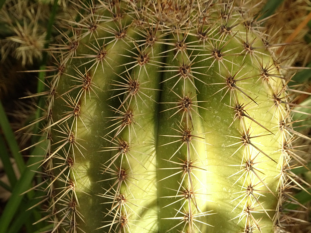 Карнегия гигантская, Сагуаро - Carnegiea gigantea