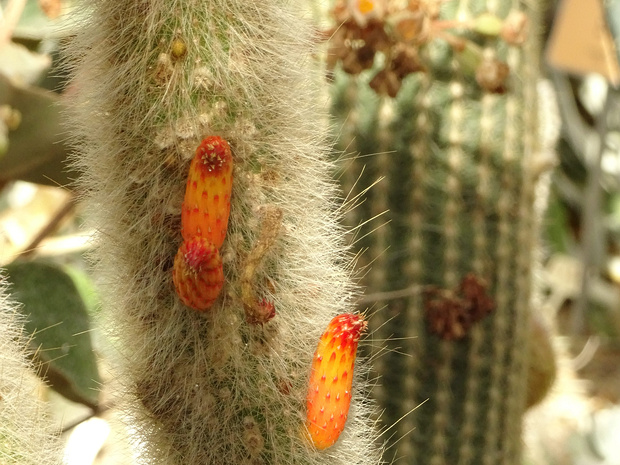 Клейстокактус волчий-хвост - Cleistocactus vulpis-cauda
