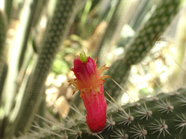 Клейстокактус канделильский - Cleistocactus candelilla
