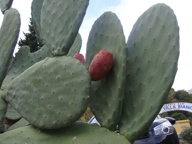 Опунция робуста - Opuntia robusta