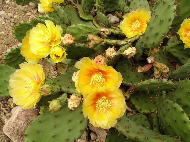 Опунция сжатая - Opuntia compressa