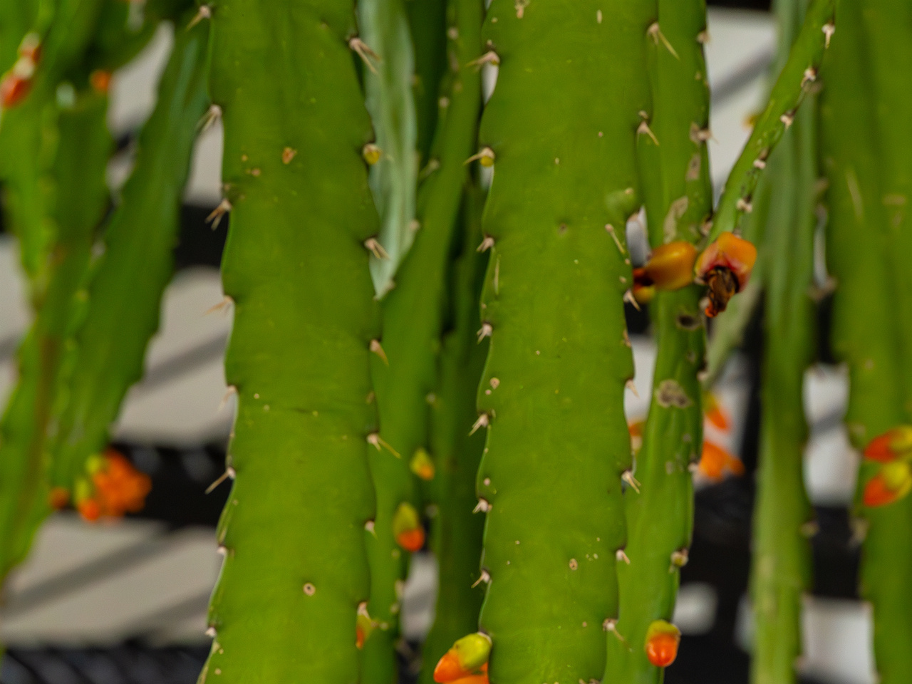 Pfeiffera monacantha _2025-04-12_1-2