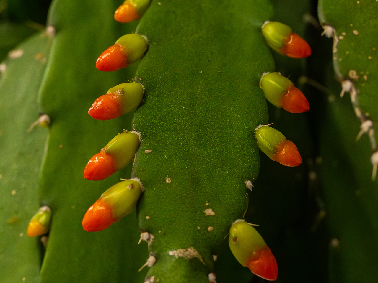 Pfeiffera monacantha _2025-04-12_1-5