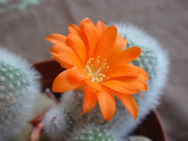 Ребутия мускула - Rebutia muscula