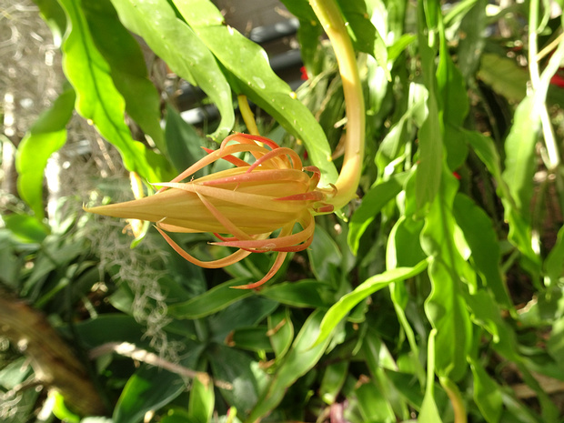 Селеницереус крупноцветковый - Selenicereus grandiflorus