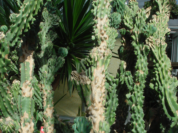 Цереус Хилдмаиана подвид. уругвайский 'Ужасающий' - Cereus hildmannianus subsp. uruguayanus 'Monstrosus'