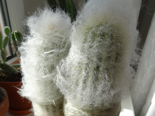 Цефалоцереус старческий - Cephalocereus senilis