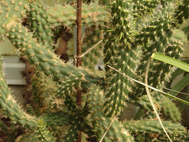 Цилиндропунция колючейшая - Cylindropuntia spinosior