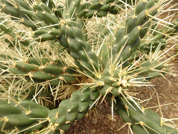 Цилиндропунция чехольчатая - Cylindropuntia tunicata