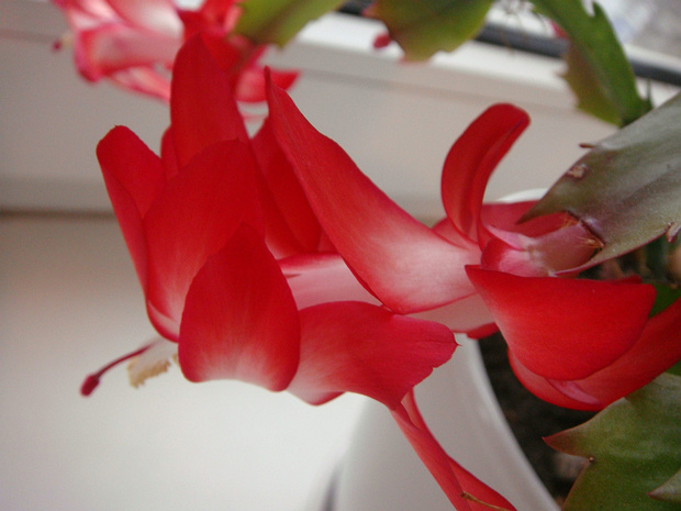Шлюмбергера x Бакли - Schlumbergera x buckleyi